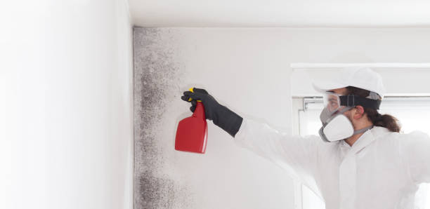 Eatonville, FL Mold Remediation Company